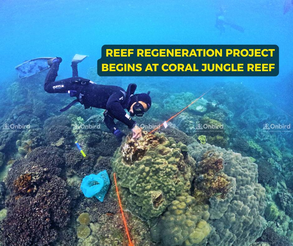 Reef Regeneration Project Begins at Coral Jungle Reef