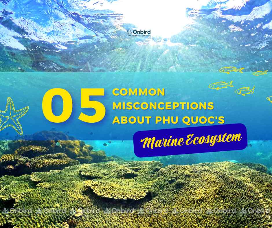 5 Common Misconceptions About Phu Quoc’s Marine Life