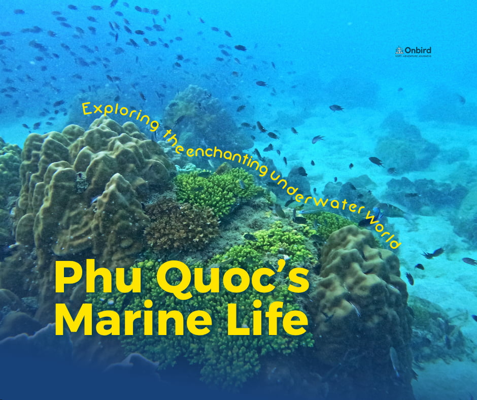 Diving Deep into Phu Quoc’s Marine Heart – Exploring the Enchanting Underwater World