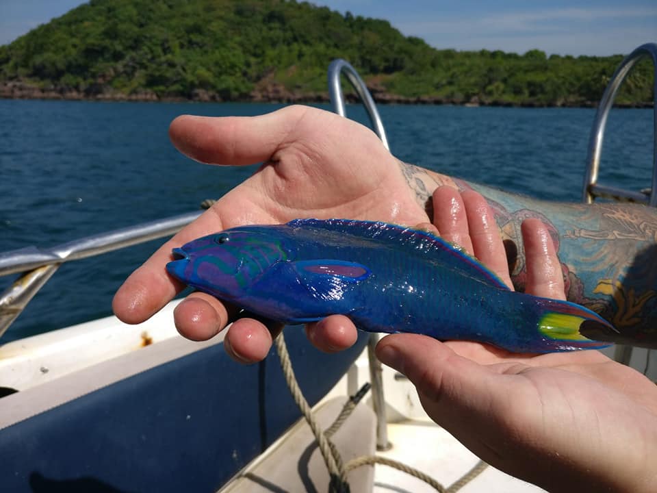 DON’T KILL PARROTFISH THAT SHAPES CORAL REEFS – SAVE PHU QUOC