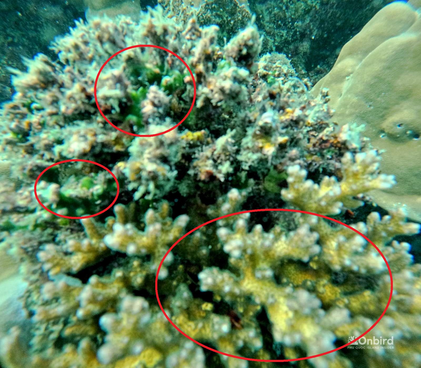 Cauliflower Coral (Pocillopora damicornis): Miraculous Resurrection After Death By Bleaching from OnBird’s Observation
