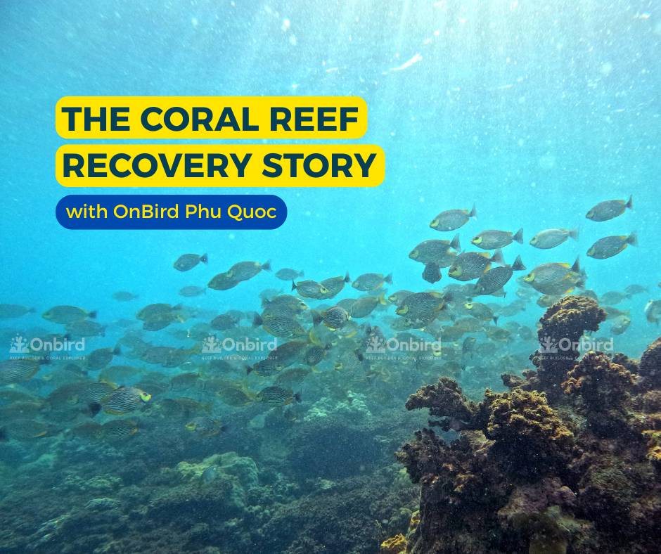 From Climate Tipping Points to Regeneration Starting Points – The Coral Reef Recovery Story with OnBird Phu Quoc