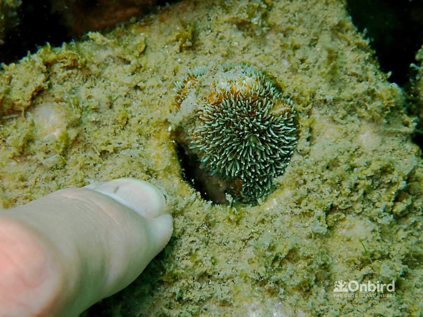ONBIRD- DEVELOPED BIOROCK – An Effective And Natural Solution For Coral Reef Restoration In Phu Quoc