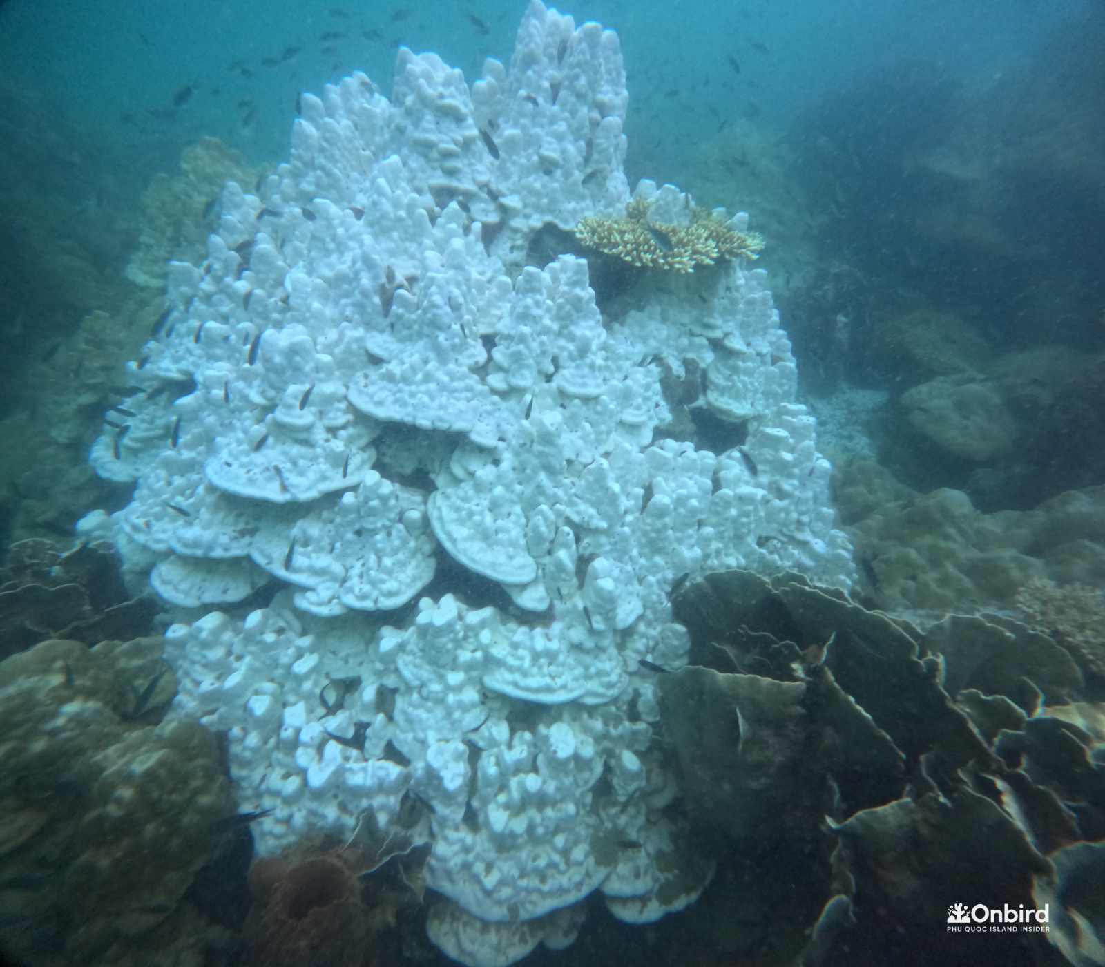 PHU QUOC WATERS SEE CORAL BLEACHING ADMID GLOBAL EVENT