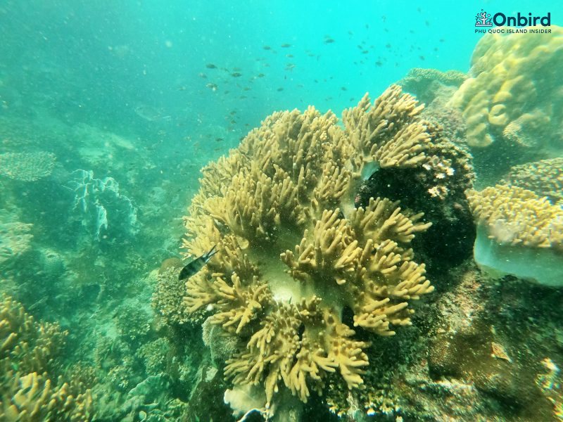 Help Phu Quoc – please bring back used batteries back home to discard