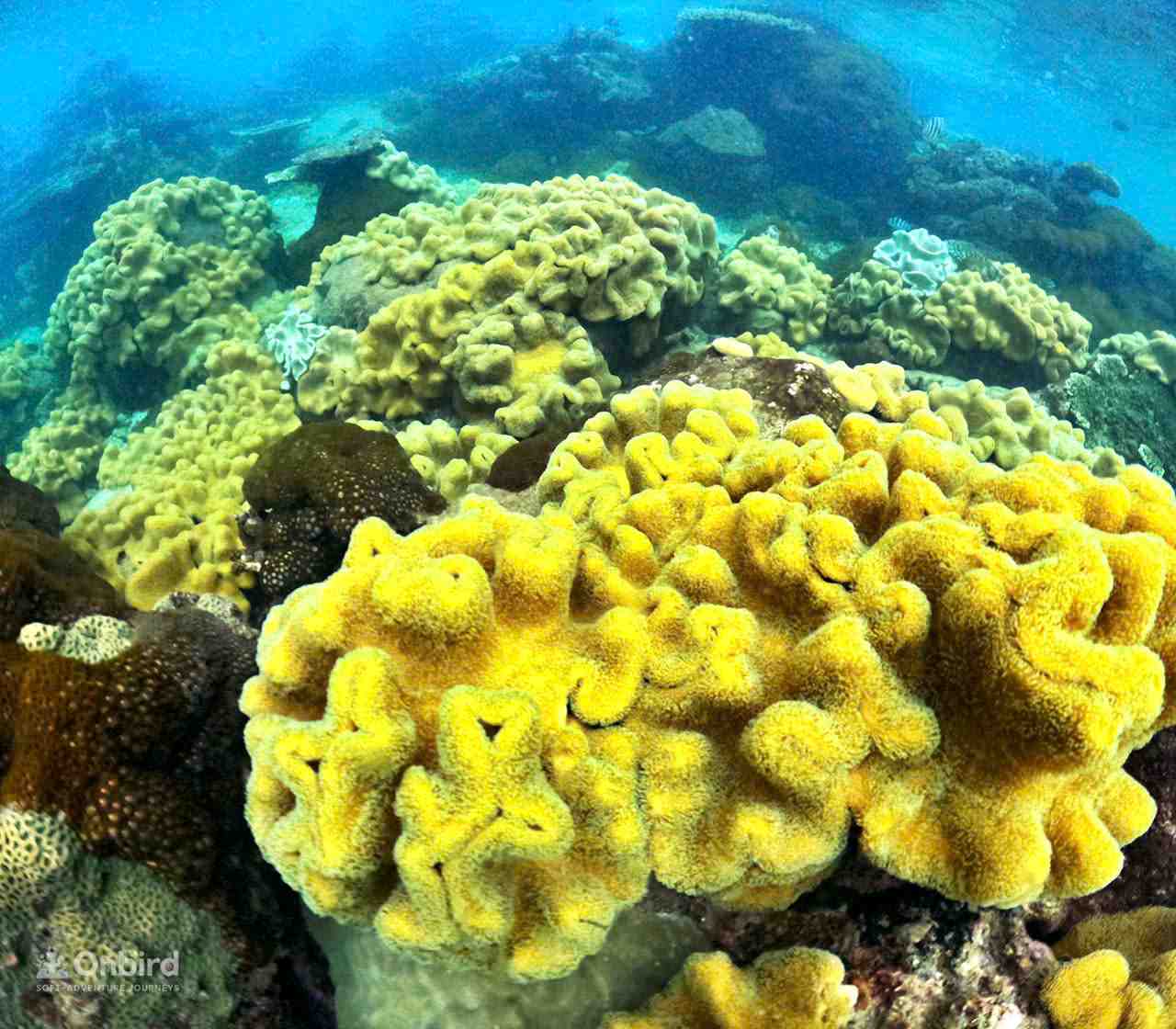 The best sustainable snorkeling guide EVER – Phu Quoc Snorkeling Review