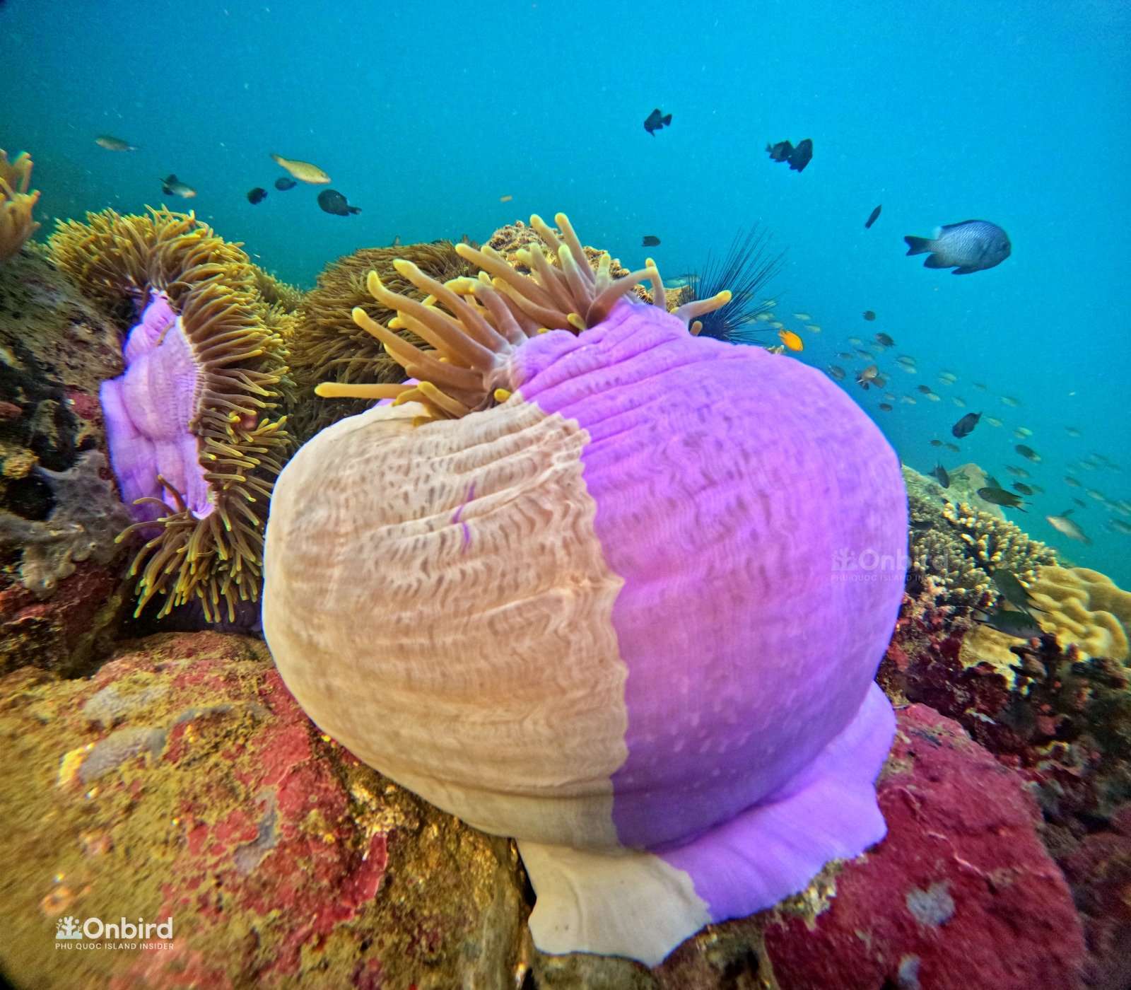 Why does the base of this anemone have two different colors
