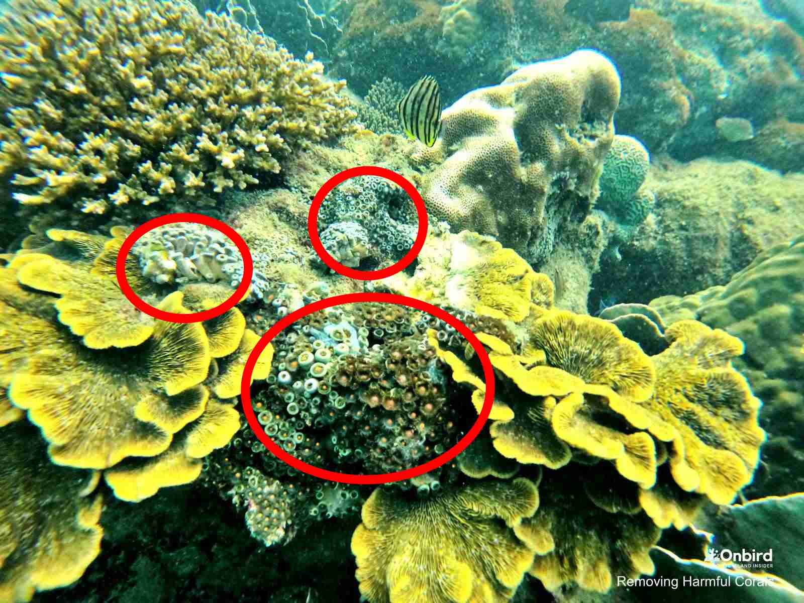 INVASIVE CORALS ARE PUTTING PHU QUOC CORAL REEFS UNDER THREATS | FIGHTING HARMFUL CORALS