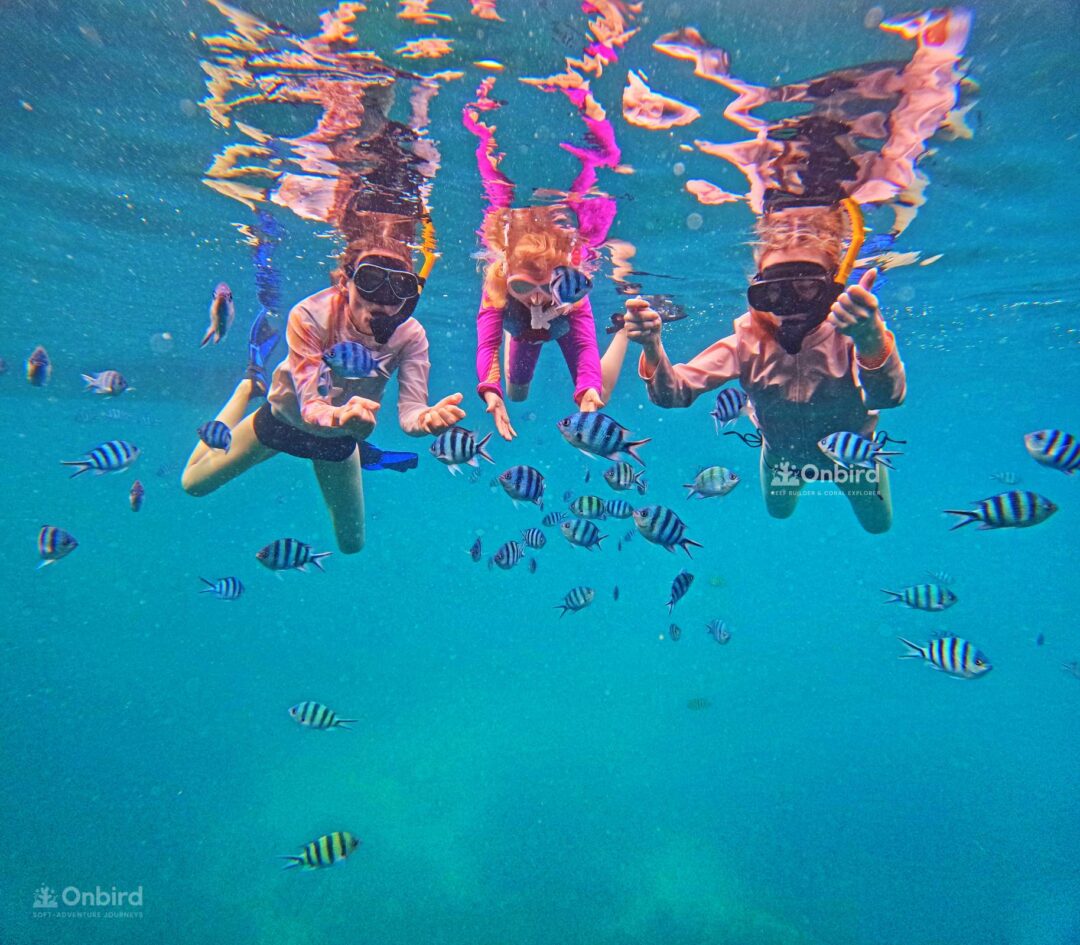 Explore the “Coral City” at the North-east Coral Reef, An Thoi Archipelago In between April – October