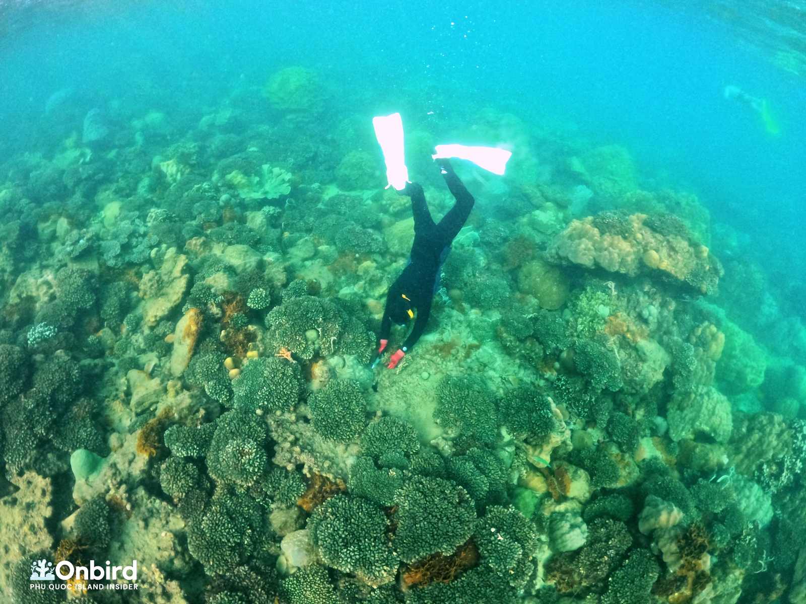 CORAL REEF RESTORATION IN PHU QUOC – ONBIRD REPORT