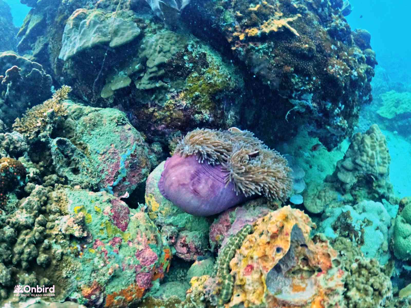 3 Differences Between Hard Corals and Soft Corals based on OnBird’s Observation