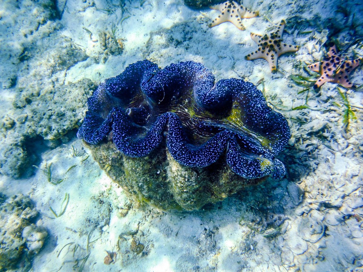 Consuming snails and giant clams is not recommended on island-hopping and snorkeling tours with Onbird