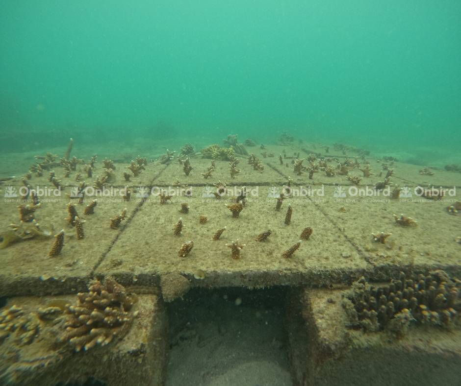 Little Fish Coral Garden – Coral Gardening in Phu Quoc
