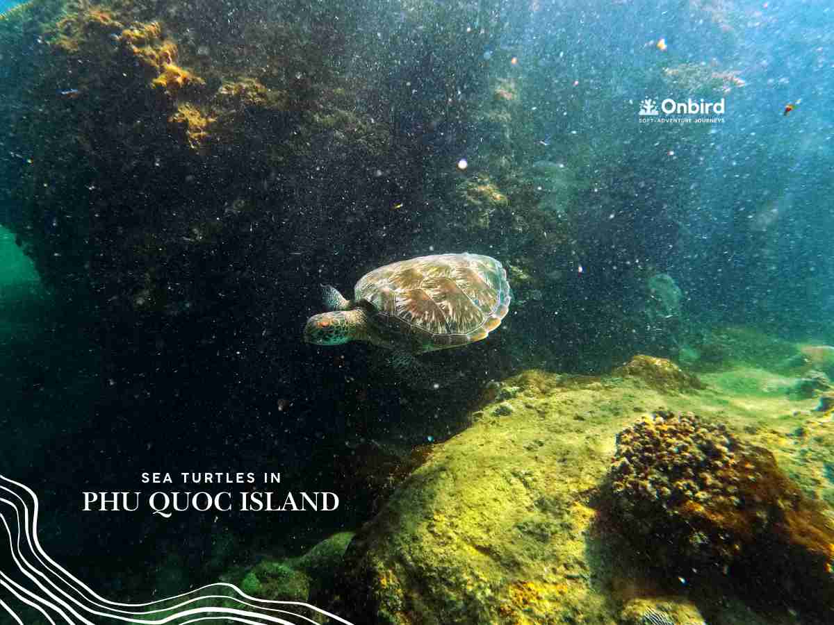 The Sea Turtles of Vietnam | A Rare Encounter in Phu Quoc’s Coral Reefs