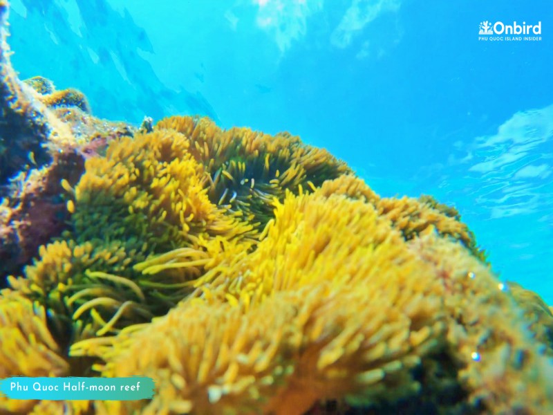 5 THINGS YOU NEED TO KNOW ABOUT PHU QUOC U-TURN – TOP SNORKELING & SCUBA DIVING SITE