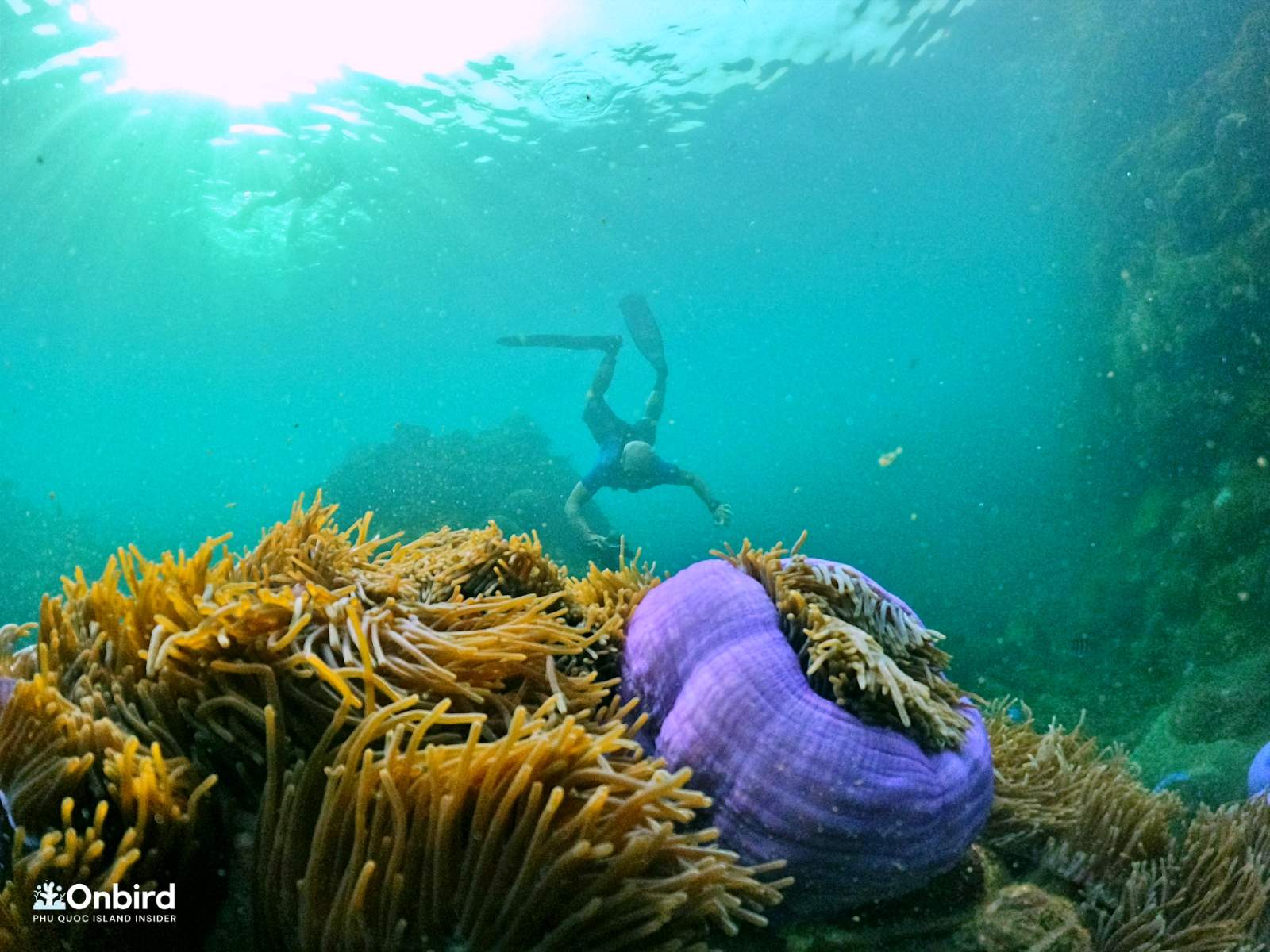 ARE CORALS ANIMALS OR PLANTS?