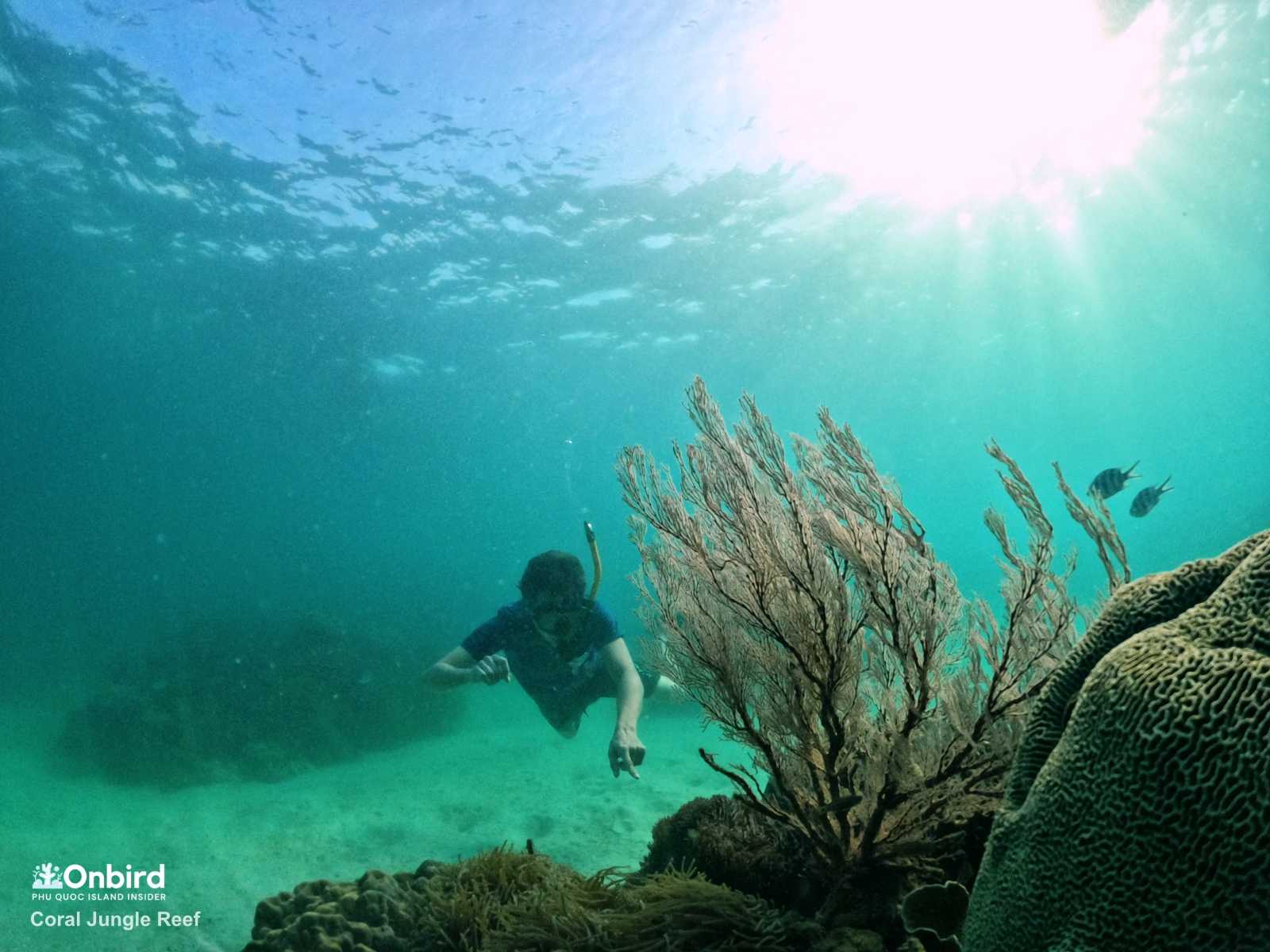 ASTOUNDING DIVES INTO CORAL JUNGLE, ONE OF THE LARGEST CORAL REEF IN PHU QUOC