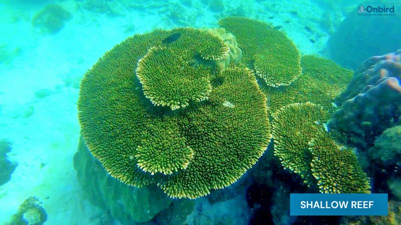 Acropora Hyacinthus Coral – Phu Quoc Coral Observation