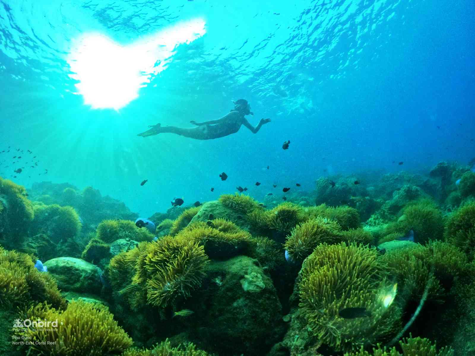 Anemone Gardens in Phu Quoc Island, Vietnam