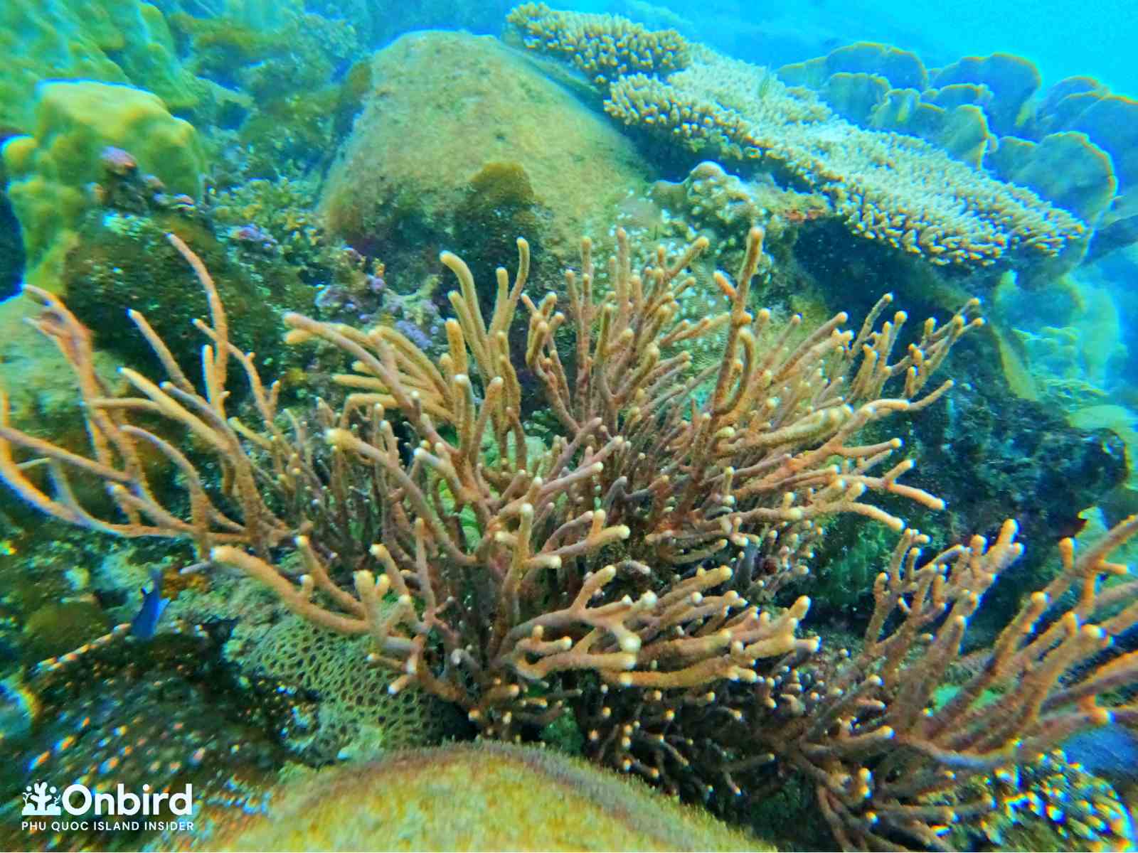 Bamboo Coral – Phu Quoc Coral Species