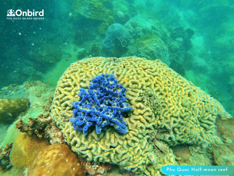 Brain Coral – Phu Quoc Coral Observation
