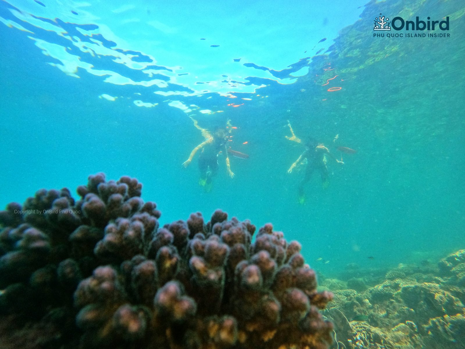 CAULIFLOWER CORAL – PHU QUOC ISLAND CORAL OBSERVATIONS