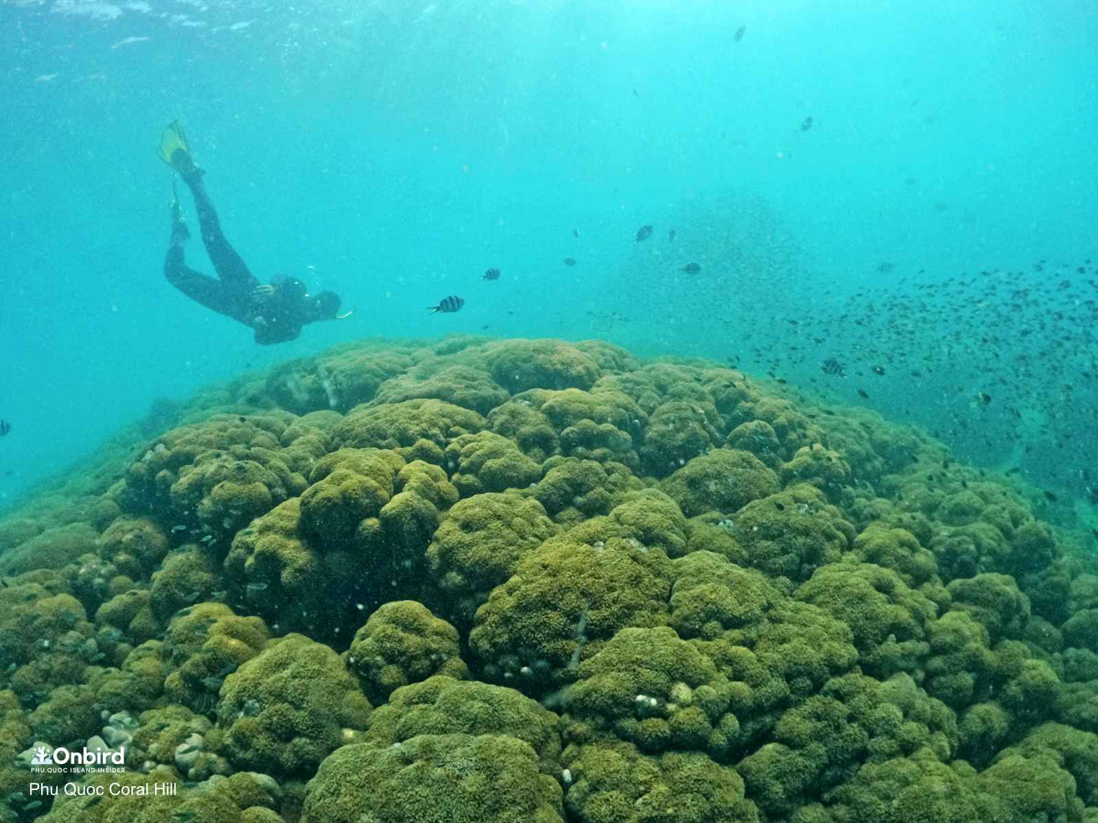 CORAL HILL, THE PHU QUOC’S SECOND LARGEST FLOWERPOT CORAL CLUSTER
