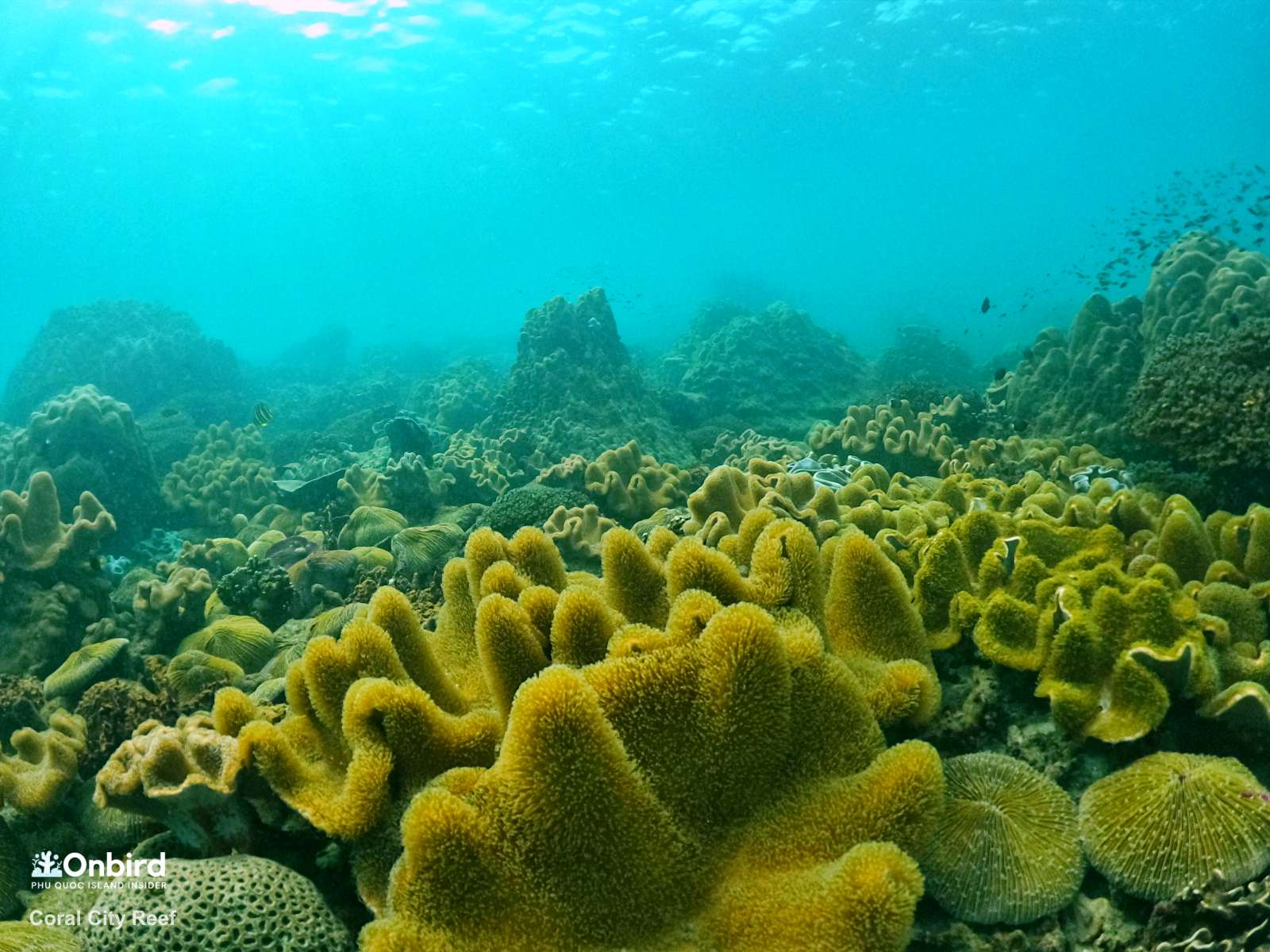 CORAL JUNGLE REEF – THE HEALTHIEST CORAL REEF IN PHU QUOC ISLAND, VIETNAM