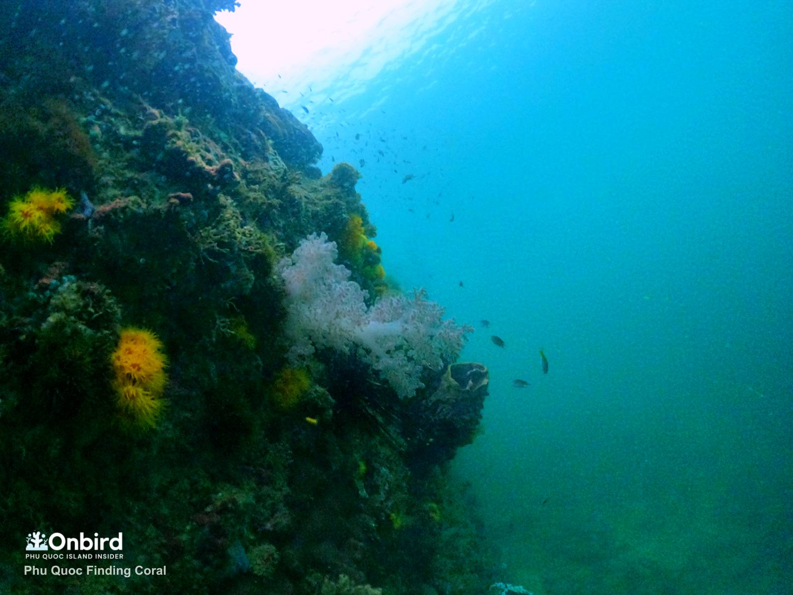Carnation Coral – Cauliflower Soft Coral (Nephtheidae) – Phu Quoc Coral Species Information