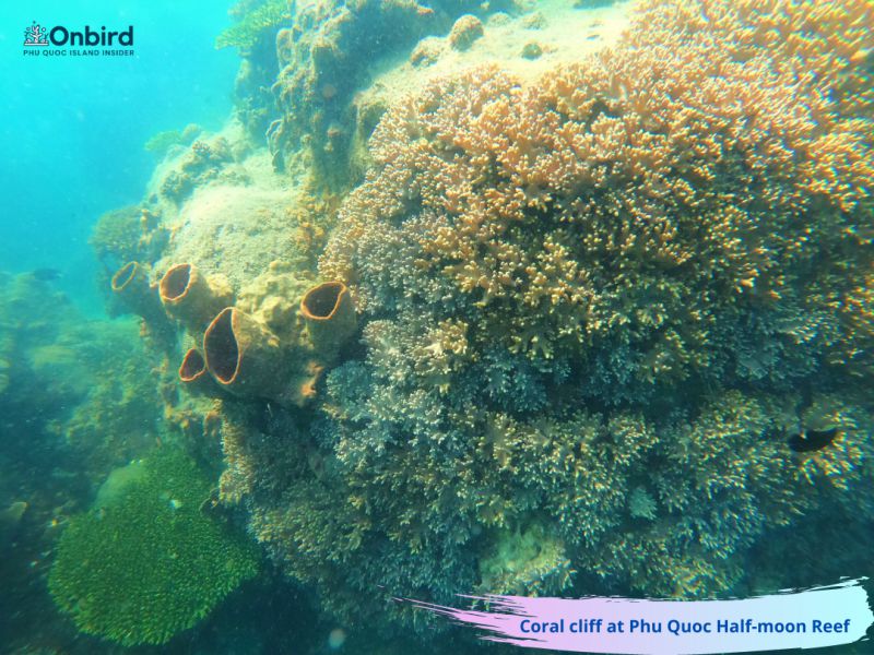 Coral-covered canyon at Phu Quoc Half-moon Reef