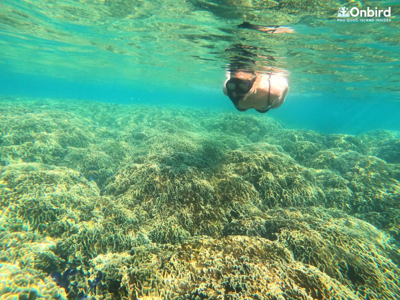 DISCOVER CORAL MOUNTAIN – PHU QUOC UNIQUE SNORKELING