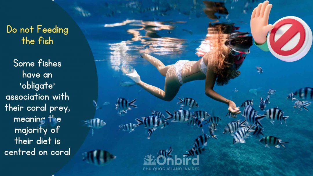 DON’T FEED THE FISH ON SNORKELING & DIVING