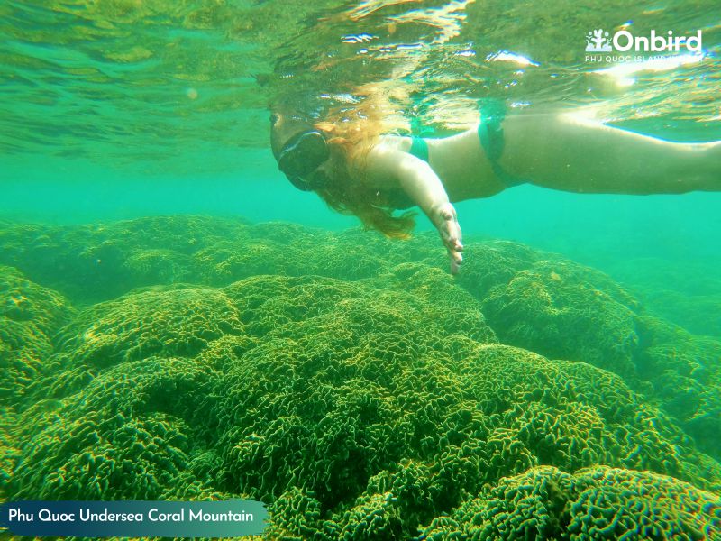 EXPLORE CORAL MOUNTAIN, SOUTH PHU QUOC ISLAND SNORKELING & DIVING