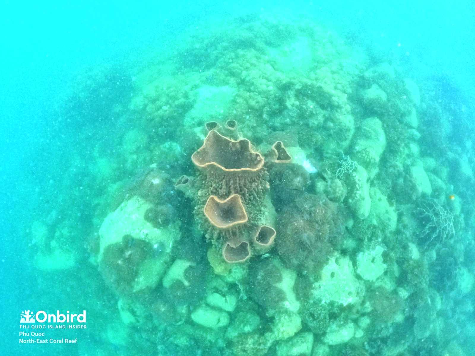 GIANT BARREL SPONGE – PHU QUOC CORAL INFORMATION