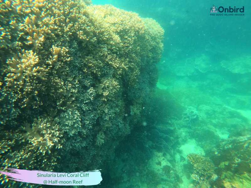 Genuine Phu Quoc Snorkeling at Half-moon Reef