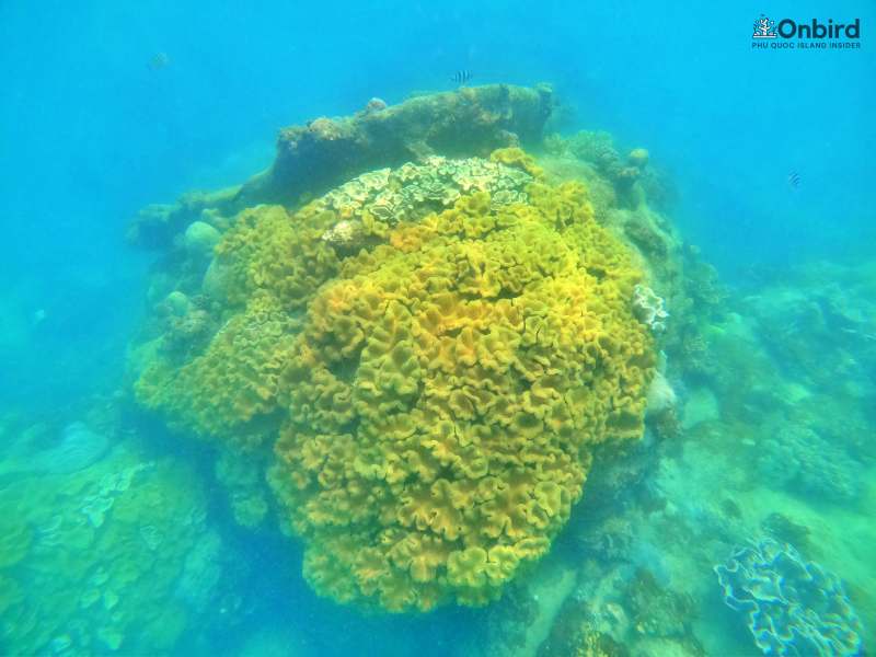 Genus Sarcophyton Coral/Toadstool Leather Coral – Phu Quoc Coral Observation