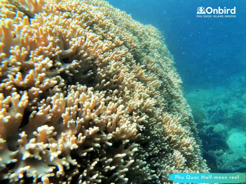 Genus Sinularia Coral – Phu Quoc Coral Observation