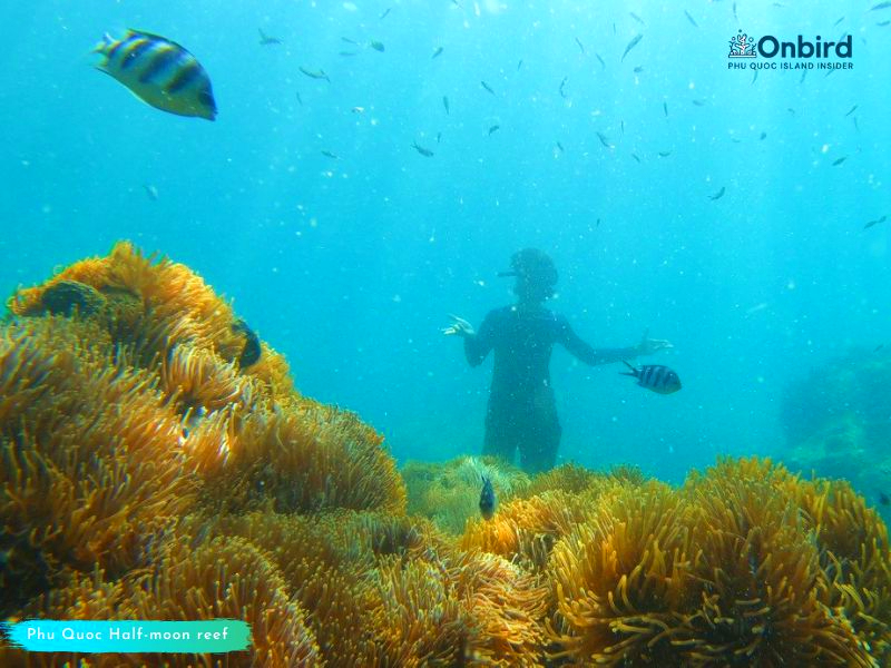 Heteractis magnifica Anemone – Phu Quoc Coral Observation
