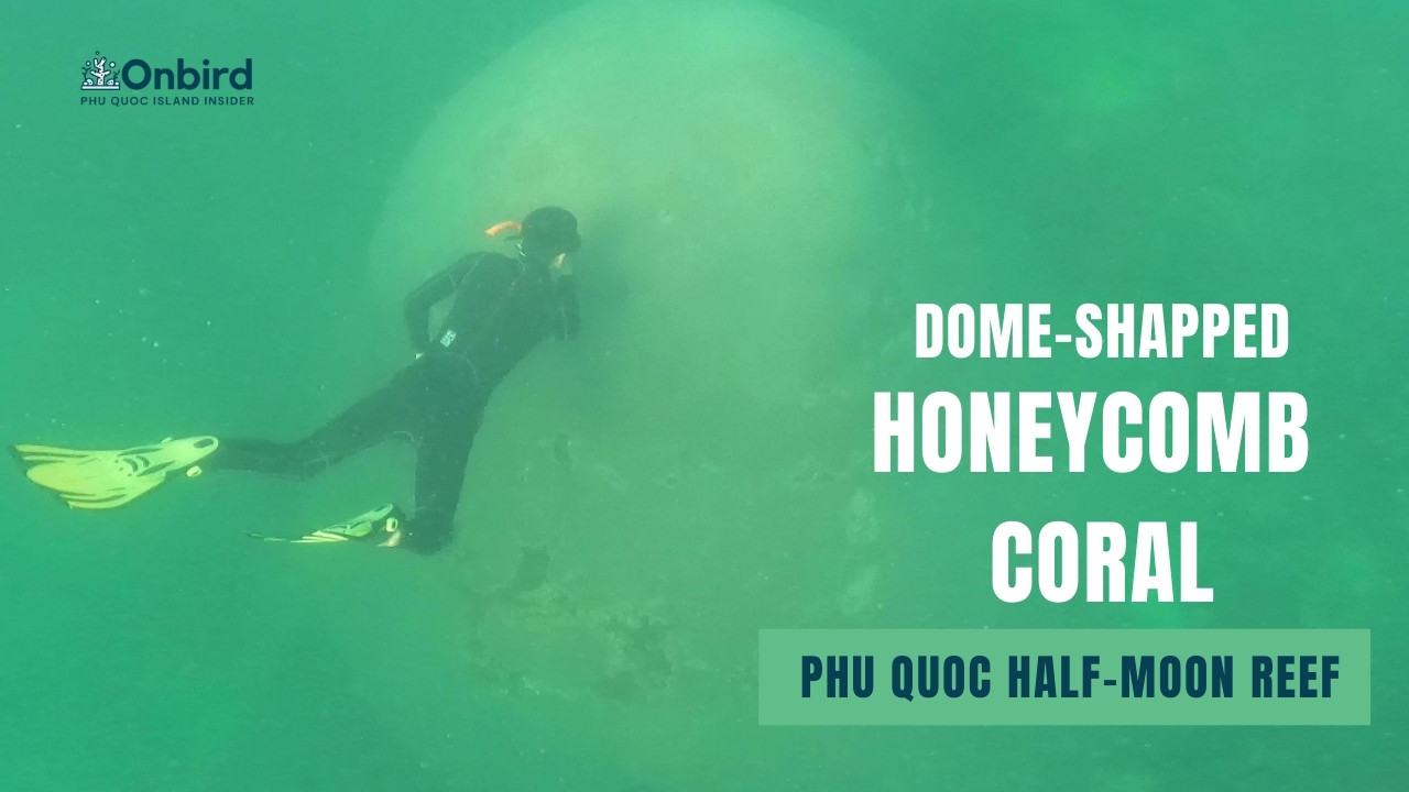 Honeycomb Coral (Diploastrea Heliopora) – Phu Quoc Coral Observation
