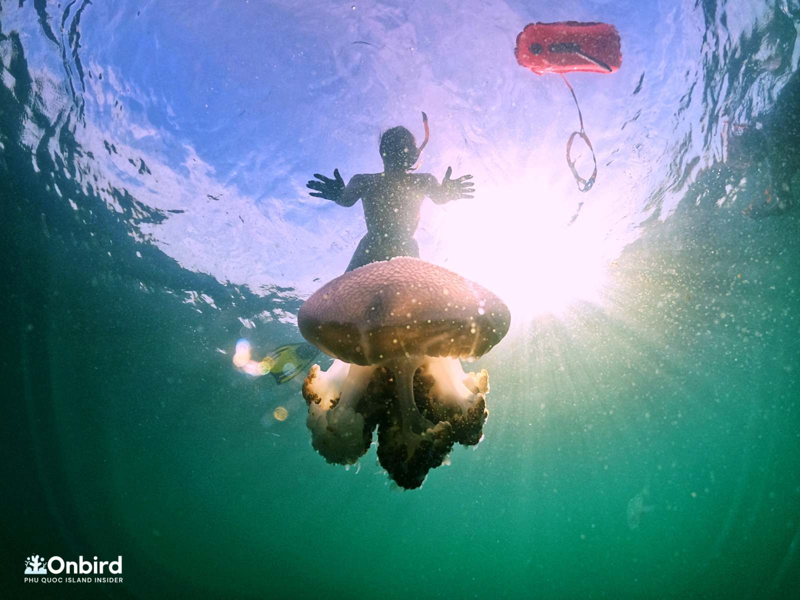 Jellyfish Season In Phu Quoc Island – What You Need To Bear In Mind?