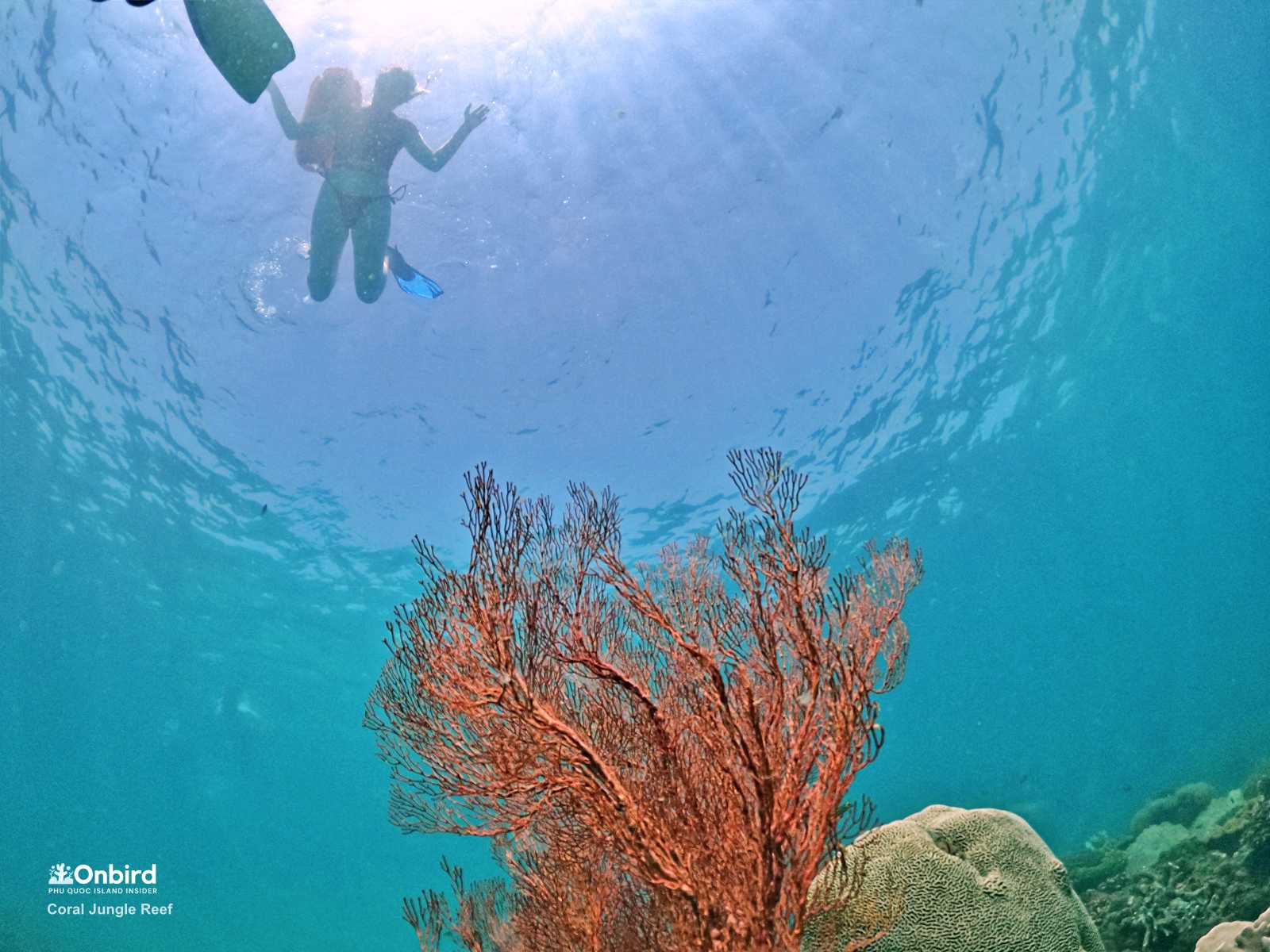 Knotted Fan Coral (Red Spongy Coral) – Phu Quoc Coral Species