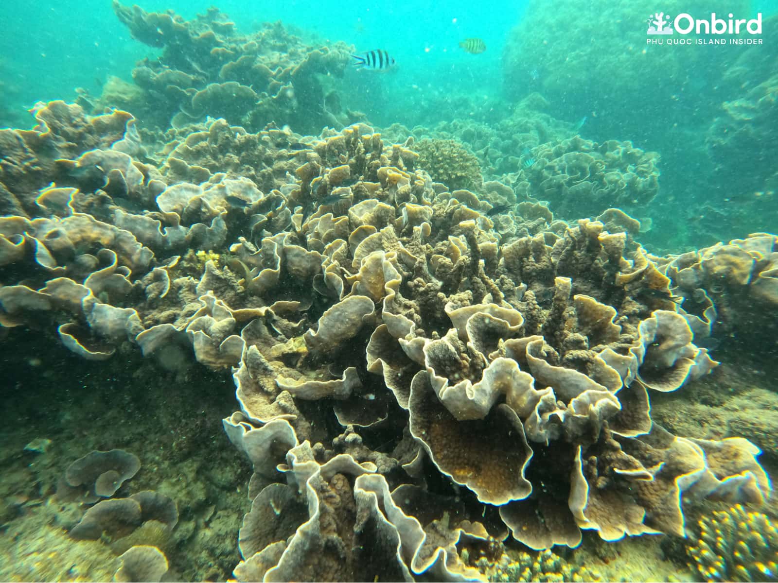 LETTUCE CORAL GARDEN – PHU QUOC HALF-MOON REEF, VIETNAM DIVING & SNORKELING SPOT