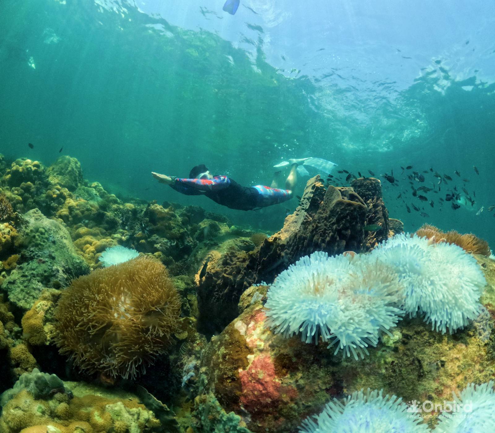 OnBird Sets Highest Safety & Most Professional Standard For A Responsible Snorkeling