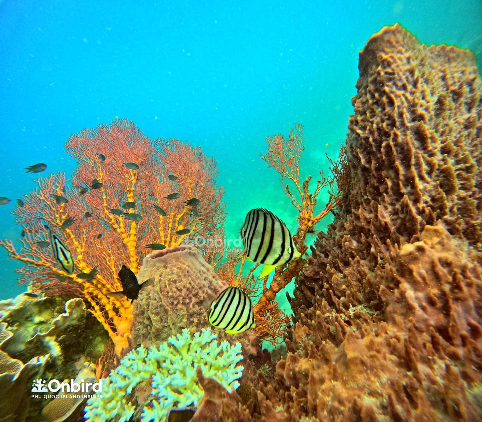 OnBird Snorkeling Skill Level Assessment