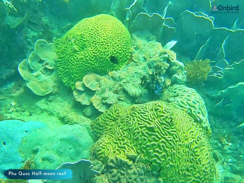 Order Scleractinia Coral – Phu Quoc Coral Observation