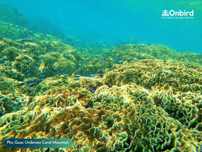 [Phu Quoc things to do] Private Snorkeling to seek for the ocean’s flowers @ Phu Quoc Half-moon Reef