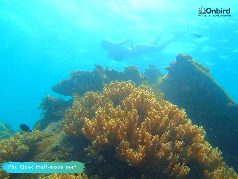 PHU QUOC HALF-MOON REEF – TOP DIVING & SNORKELING SITE IN PHU QUOC ISLAND