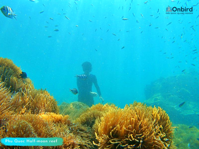 PHU QUOC LARGE GOLDEN ANEMONE CLUMP AT PHU QUOC HALF-MOON REEF
