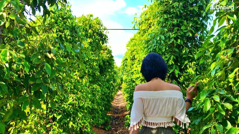 PHU QUOC PEPPER- WHY YOU NEED TO KNOW IT BETTER