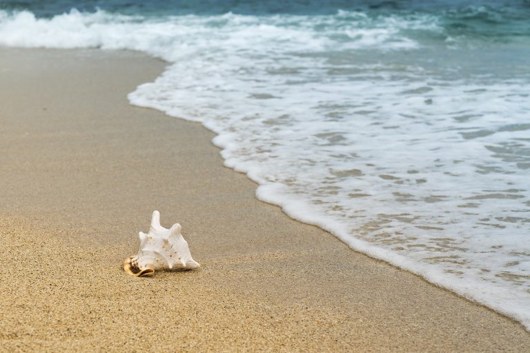 Please leave sand and shells on the beach